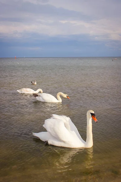 Tres Cisnes Blancos Una Gaviota Flotando — Foto de Stock