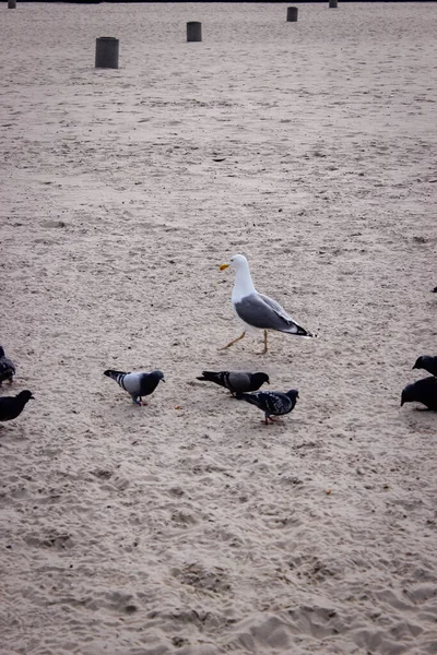 Seagull Pigeons Sandy Beach Different Sid — Stock Photo, Image