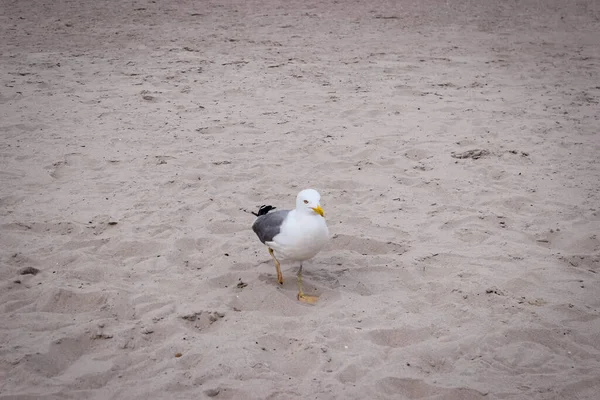 Aves Selvagens Uma Praia Areia Gdynia Polônia Cisnes Gaivotas Mar — Fotografia de Stock