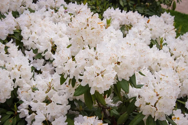 Krásná Jarní Krajina Roztomilé Keře Rozkvetlé Velké Bílé Květy — Stock fotografie