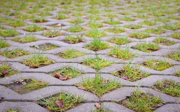Parkplätze Freien Umweltfreundliches Parken Von Betonzellen Mit Gras Und Laub — Stockfoto