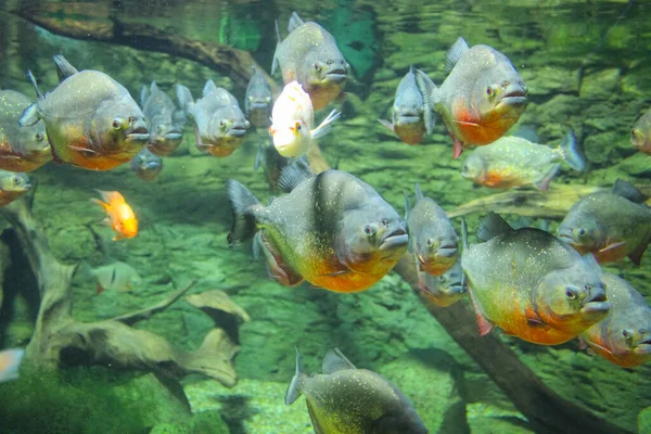 Pygocentrus nattereri. A flock of Amazonian piranhas swimming in an aquarium.