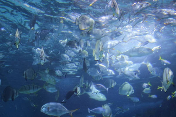 Ein Schwarm Tropischer Fische Wasser Fotografie Hellen Blu — Stockfoto