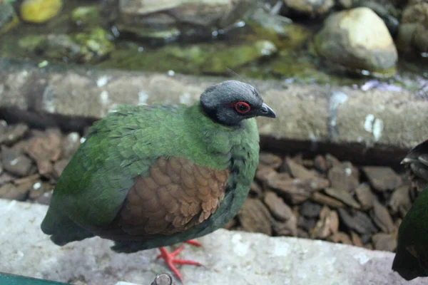 Grazioso Uccellino Con Piumaggio Verde Ferma — Foto Stock