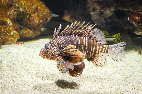 Red lionfish - Beautiful and dangerous animals. A very dangerous fish of the Caribbean Se