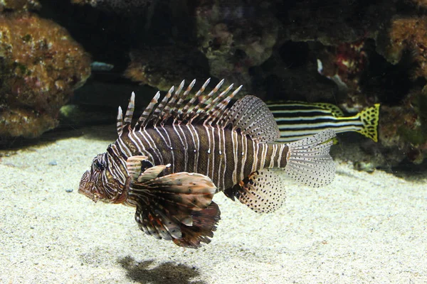 Red lionfish - Beautiful and dangerous animals. A very dangerous fish of the Caribbean Se