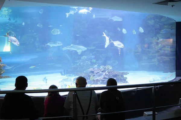Ludzie Siedzą Pobliżu Ogromnego Akwarium Oceanarium Oglądają Fis — Zdjęcie stockowe
