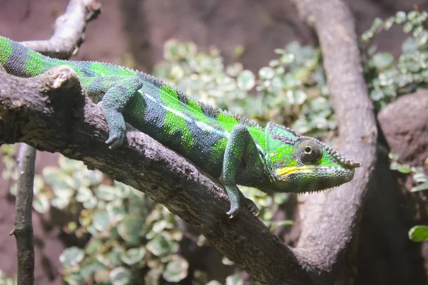 Chameleon Grön Sitter Den Torra Grenen Terrariu — Stockfoto