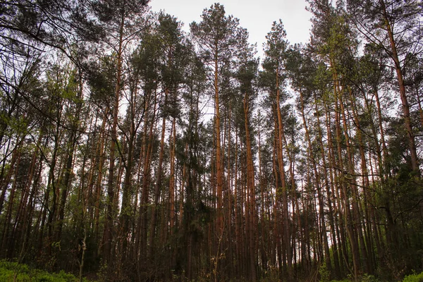 Morning Pine Forest Wonderful Dawn Unity Nature Tall Slender Trees — Stock Photo, Image