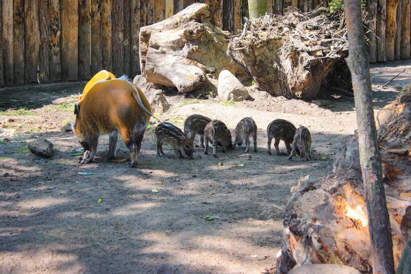 Red River Hog Con Pochi Maialini Nello Zoo — Foto Stock