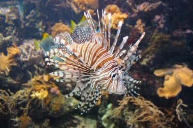 Kırmızı Aslan Balığı - Güzel ve Tehlikeli Hayvanlar. Karayip Denizi 'nin çok tehlikeli bir balığı.