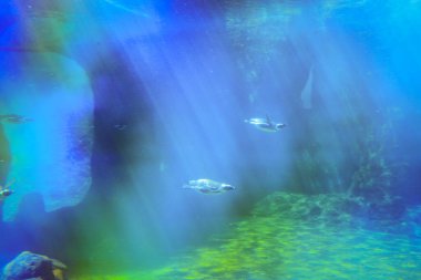 İnanılmaz Sualtı Fotoğrafları. Suyun içinde parlayan ışık ışınlarında birkaç penguen su altında yüzüyor..