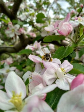Arı, elma ağaçlarının üzerinde.