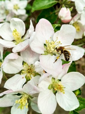 Arı, elma ağaçlarının üzerinde.