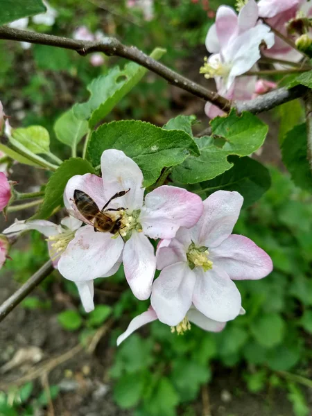 Bin Blommor Äppelträd — Stockfoto