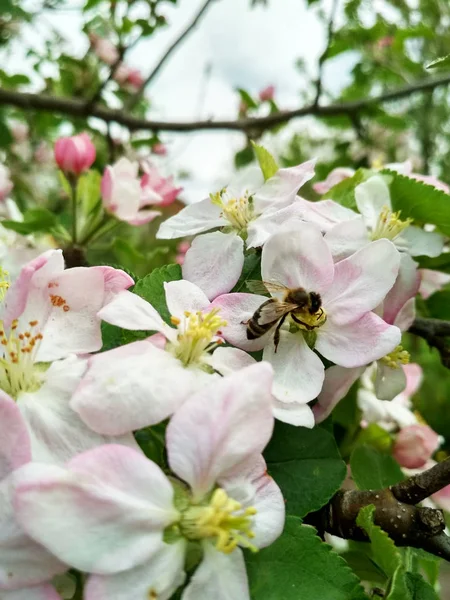 Bee Flowers Apple Trees — Stock Photo, Image