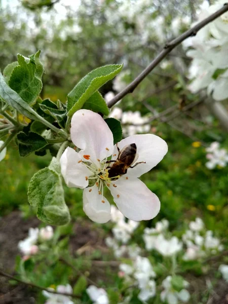 Bin Blommor Äppelträd — Stockfoto