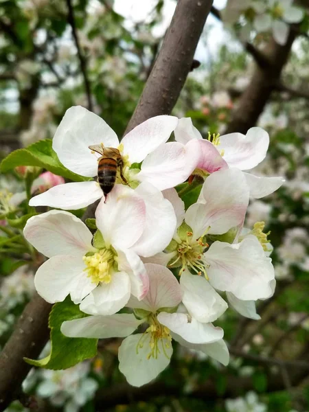 Bee Flowers Apple Trees — Stock Photo, Image