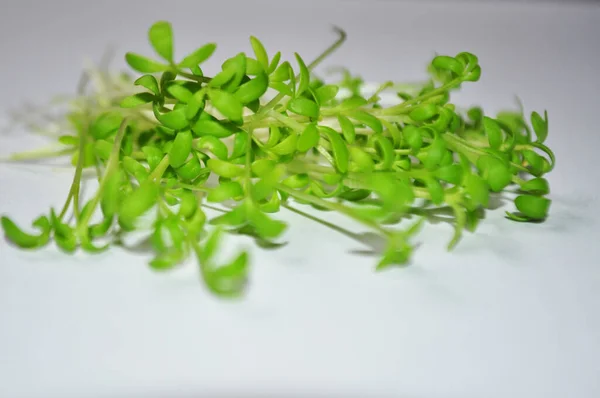 Imagem Fundo Micro Verdes Para Uma Alimentação Saudável — Fotografia de Stock