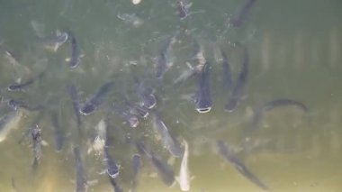 Kedi balık nehir kalabalık