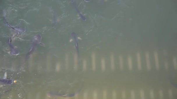 Foule de poissons chats dans la rivière 