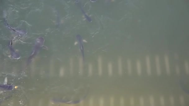 Foule de poissons chats dans la rivière — Video