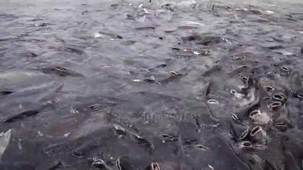 Foule de poissons chats dans la rivière — Video