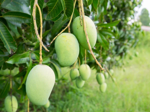 Frutos de mango en un primer plano del árbol . — Foto de Stock