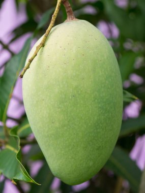 Mango meyve ağacı yakın Tarih.