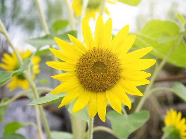 Zon bloem op de achtergrond van de weergave van de dag. — Stockfoto