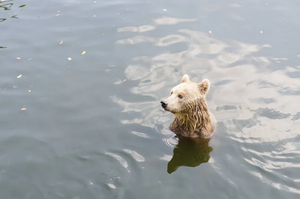 Urso senta-se em um rio . — Fotografia de Stock