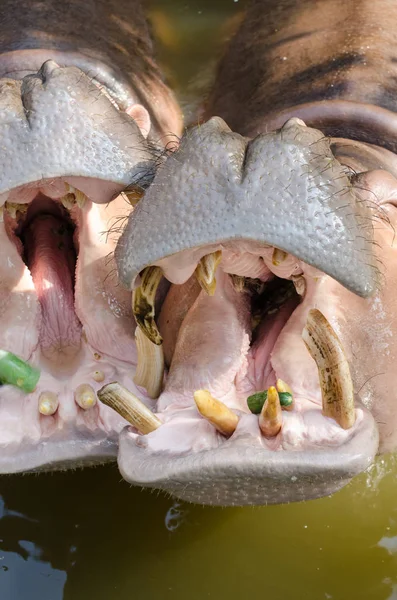 Hippopótamo mostrando mandíbula enorme e dentes . — Fotografia de Stock