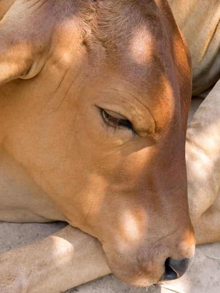 Retrato de vaca em um dia ensolarado — Fotografia de Stock