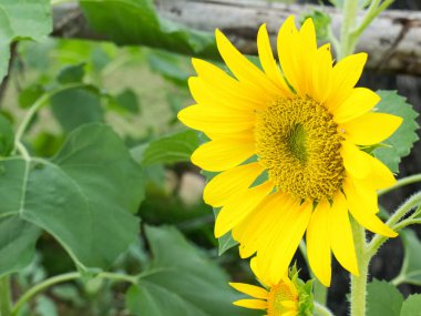 güzel ayçiçeği kapatmak.