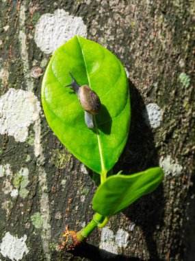 Yeşil doğa arkaplanını terk eder.