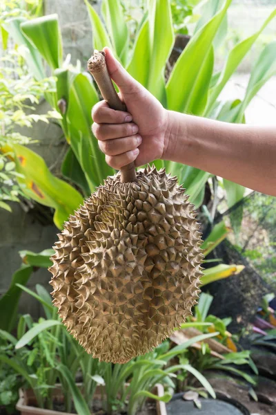 Durian el rey de las frutas . — Foto de Stock