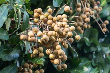 Kuzey Tayland Longan meyve.
