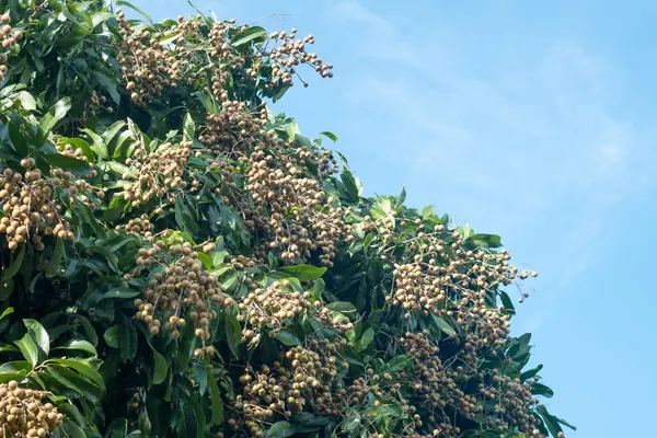 Fruta longana en el norte de Tailandia . — Foto de Stock