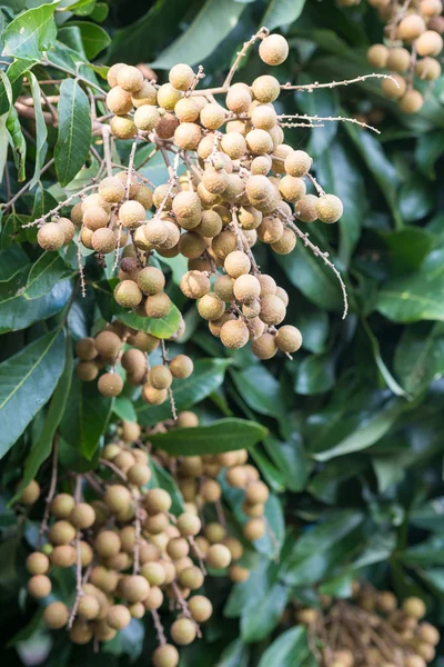 Fruta longana en el norte de Tailandia . — Foto de Stock