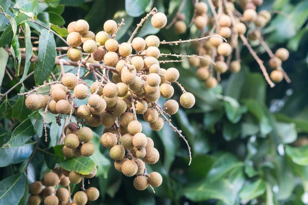 Fruta longana en el norte de Tailandia . — Foto de Stock