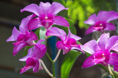 Güzel orkide orkide Bahçe.