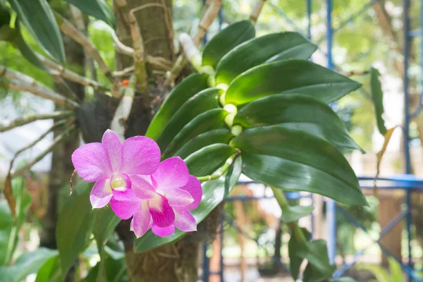 Красивые орхидеи в саду . — стоковое фото