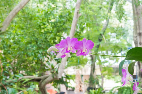 Vackra orkidéer orkidé i trädgården. — Stockfoto