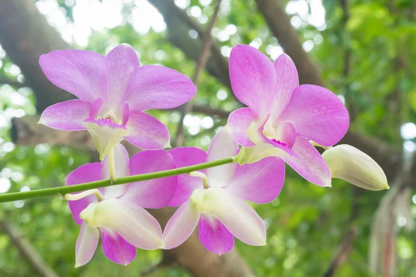Красиві орхідеї в саду . — стокове фото