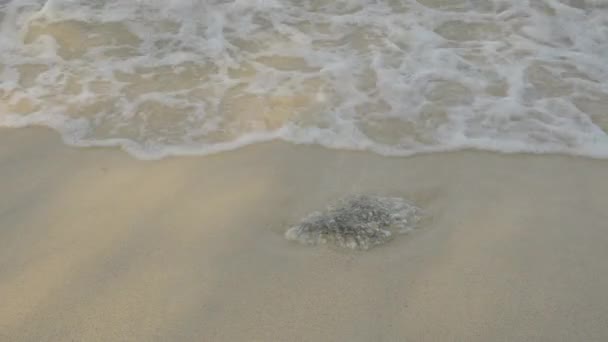 바다와 파도, 해변에 돌. — 비디오