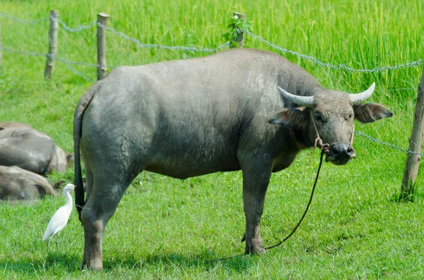 Campo de búfalo tailandês . — Fotografia de Stock