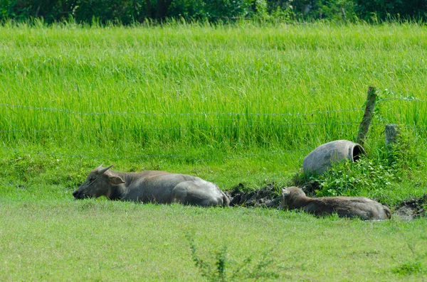 Тайский буйвол . — стоковое фото