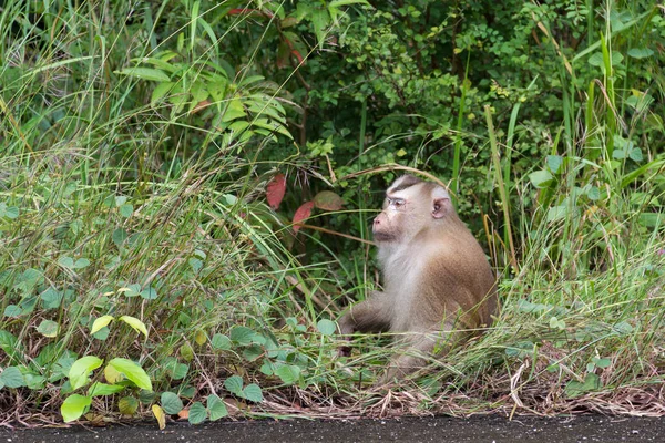 Monos en el bosque . — Foto de Stock