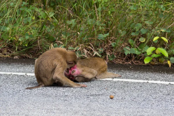 Monyet di hutan . — Stok Foto