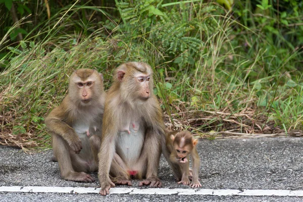 Monos en el bosque . — Foto de Stock